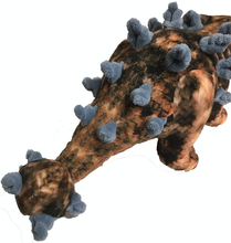 TEXAS TOY DISTRIBUTION- 15" ANKYLOSAURUS PLUSH DINOSAUR STUFFED ANIMAL